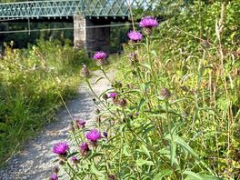 Bridge