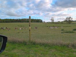 Wildlife