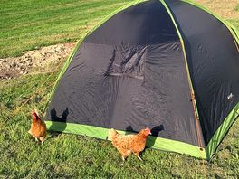 Chickens roaming free