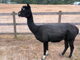 Splinter the alpaca