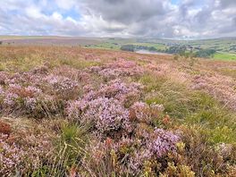 Moorland at penistone country park