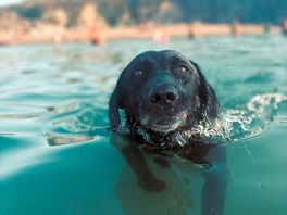 Luna enjoying the sea