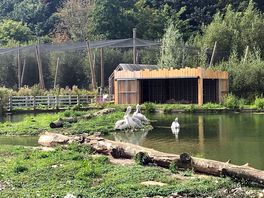 Arundel wetland centre - a wonderful day out with lots of amazing wildlife