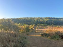 Dog walking area