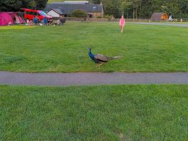 The local peacock