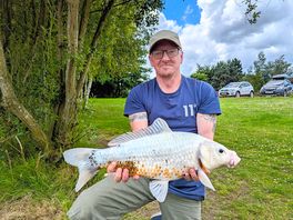 Stunning carp