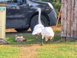 Swans on their daily walk