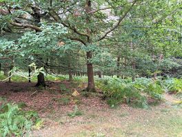 Forest near the bike trail