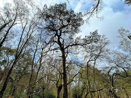 Woodland walks