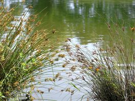 Fishing lakes