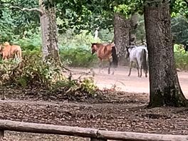 Ponies strolling through the campsite