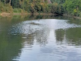 Water nearby for a dog