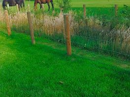 View of the grazing horses