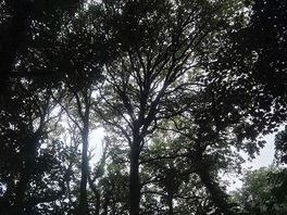 Woodlands at night