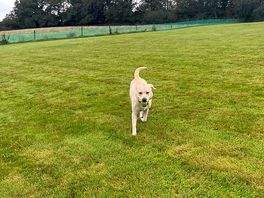 Secure dog field
