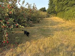 Gorgeous walk around the orchard opposite the end of lower odcombe road