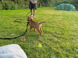 Puppy