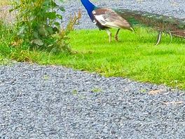 Peacock on site was a few