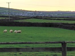 Looking across sheep field