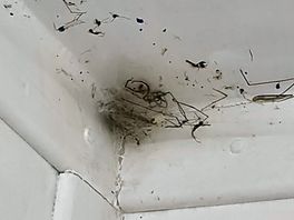 Spiders