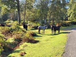 Wild ponies