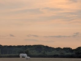 View from the dog walking field