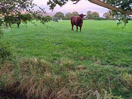The neighbours