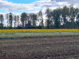 Sunflowers in a field we walked around near the river.