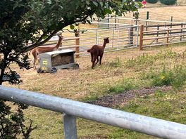 Alpacas
