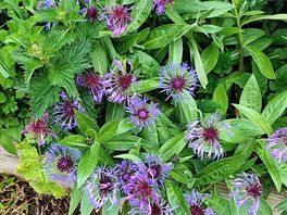 Flowers behind