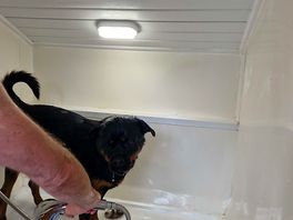Free dog wash