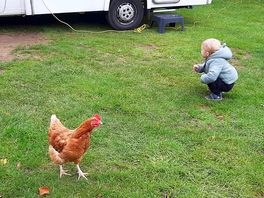 Grandson trying to persuade chicken to come home in the van