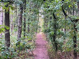 Woodland walk