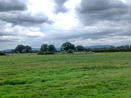 Dog walking field