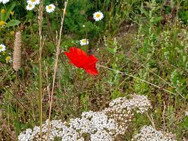 Stunning wild field garden