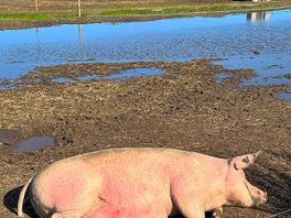 Piggies nearby