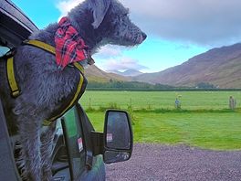 The monarch of the glen!