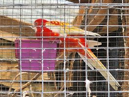 Aviary on site