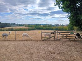 Camped right next to some of the alpacas