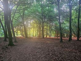 Evening walk round site