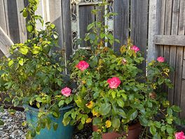 Lots of pretty little pots, herbs and shrubs in the garden.
