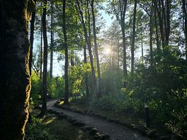 Woodland path to cafe and pub