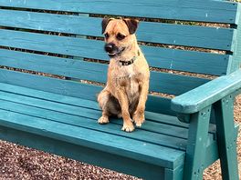 Bobby the border enjoying evening views on the dog park