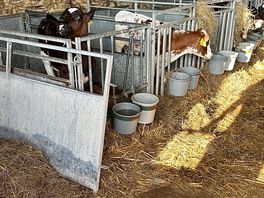 Calves