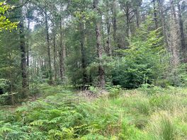 Forest opposite the farm