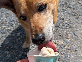 Doggy ice cream from the van at par beach