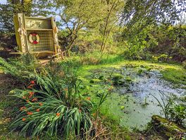 Pool in the wooded area