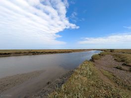 The salt marshes