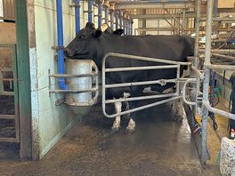 Milking of the cows