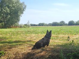 Our dog looking out over the fields from the river.